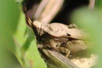 Tetrix subulata