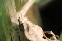 Tetrix subulata