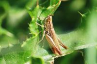 Euchorthippus elegantulus