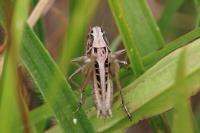 Tessellana tessellata