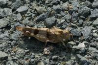 Oedipoda caerulescens