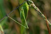 Phaneroptera falcata