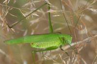 Phaneroptera falcata