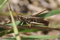 Euchorthippus elegantulus