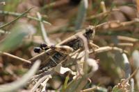 Epacromius tergestinus