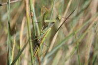 Mantis religiosa