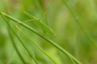 Phaneroptera nana