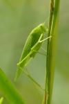 Phaneroptera nana