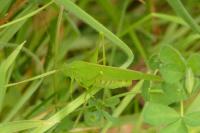 Phaneroptera nana