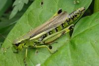 Stethophyma grossum