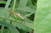 Conocephalus fuscus