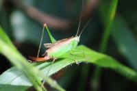 Conocephalus fuscus