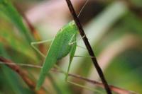 Phaneroptera nana