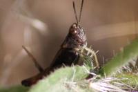 Omocestus rufipes