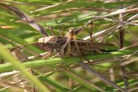 Platycleis