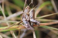 Pezotettix giornae