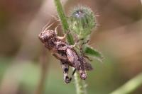 Pezotettix giornae