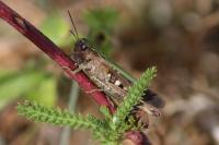 Omocestus rufipes