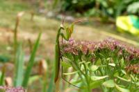 Mantis religiosa