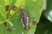 Pezotettix giornae