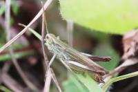 Euchorthippus elegantulus