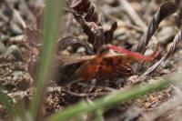 Calliptamus italicus