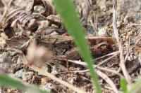 Calliptamus italicus