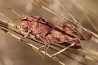 Oedipoda caerulescens
