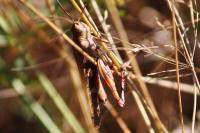 Aiolopus strepens