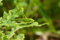 Phaneroptera nana