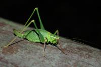 Leptophyes punctatissima