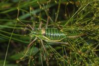 Ephippiger diurnus