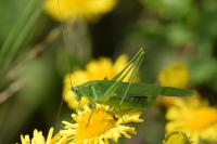Phaneroptera falcata