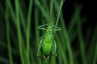 Cyrtaspis scutata