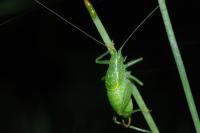 Cyrtaspis scutata