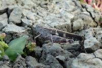 Aiolopus strepens