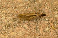 Aiolopus strepens