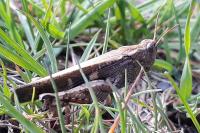 Aiolopus strepens