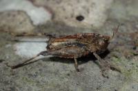 Tetrix undulata
