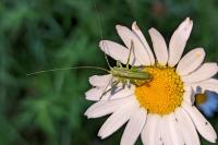 Tettigonia viridissima