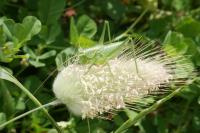 Tettigonia viridissima