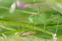 Tettigonia viridissima