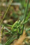 Tettigonia viridissima