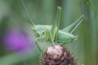 Tettigonia viridissima