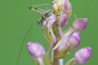 Phaneroptera