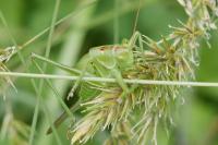Tettigonia viridissima