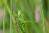 Tettigonia viridissima