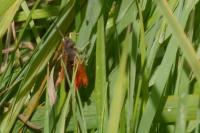 Omocestus rufipes