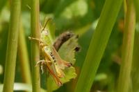 Pseudochorthippus parallelus