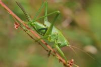 Tettigonia viridissima